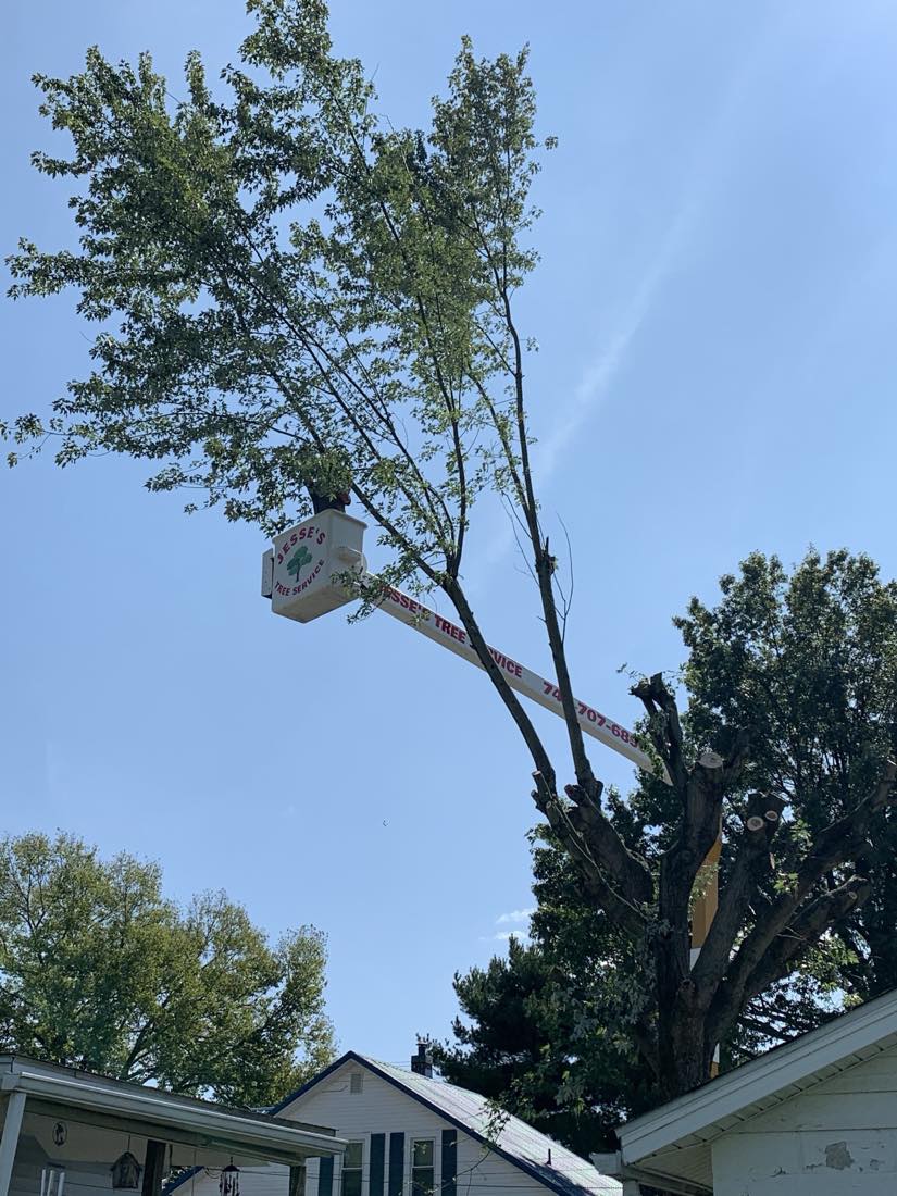 Jesses Tree Service tree work photo