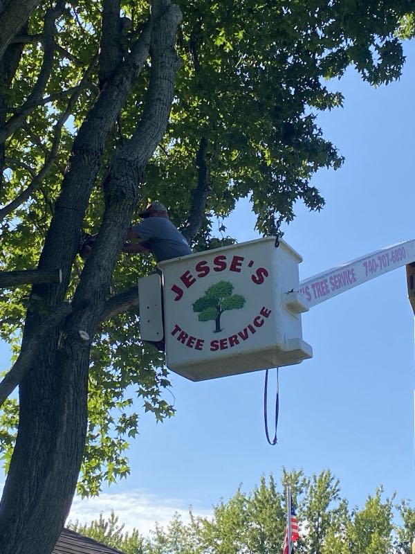 Jesses Tree Service tree work photo
