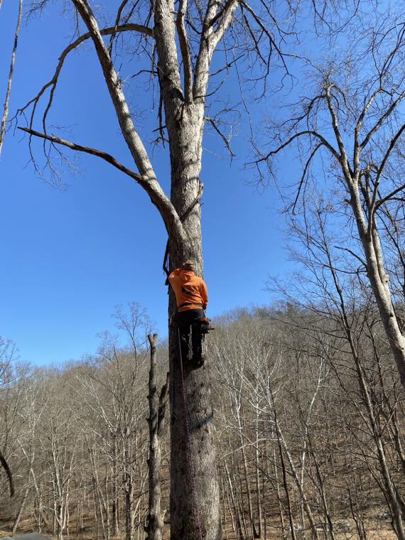 Jesses Tree Service tree work photo