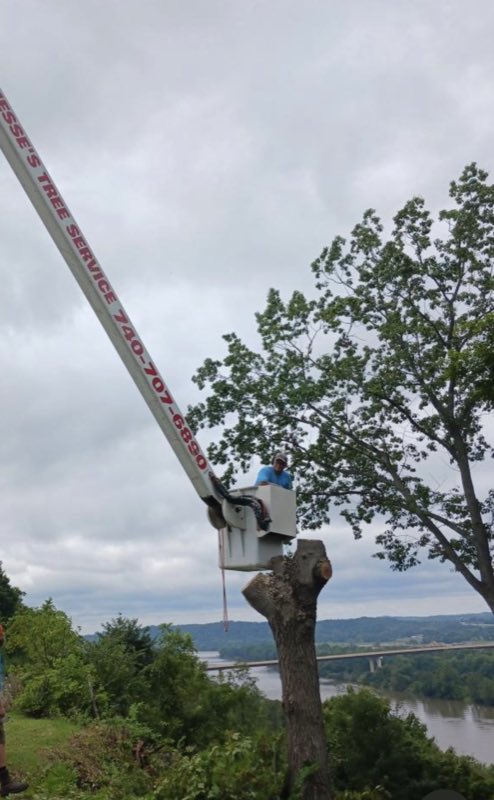 Jesses Tree Service tree work photo