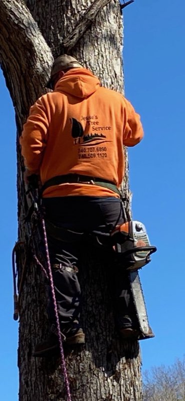 Jesses Tree Service tree work photo