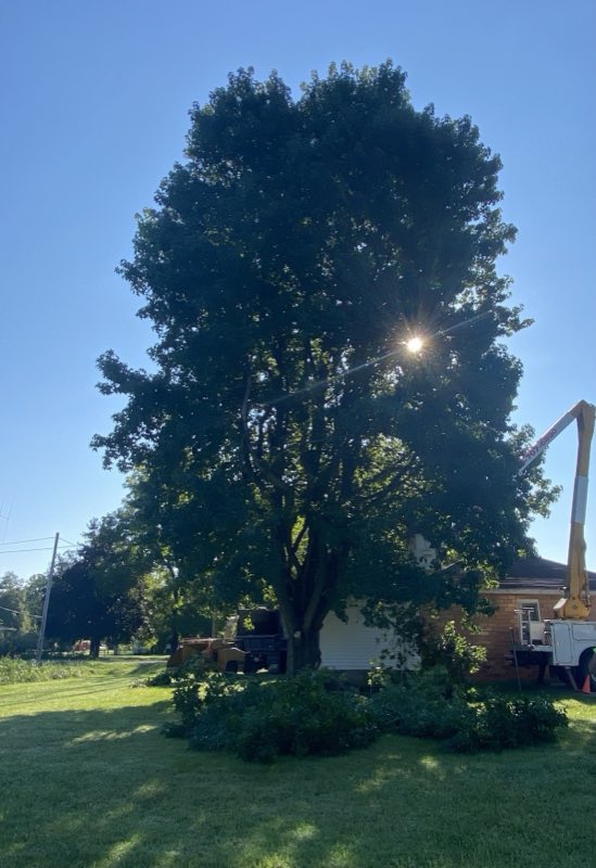 Jesses Tree Service tree work photo
