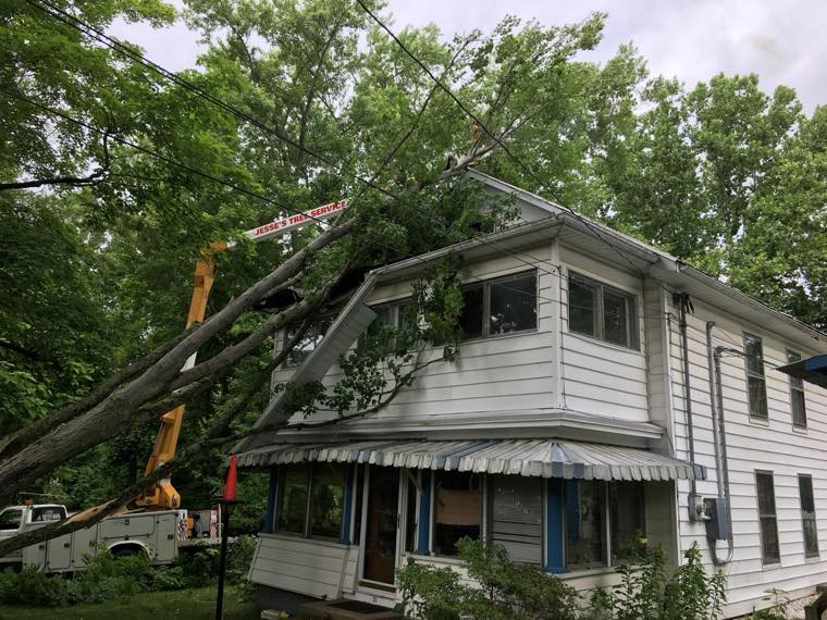 Jesses Tree Service tree work photo